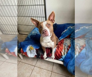 Mutt Dogs for adoption in Greenville, SC, USA