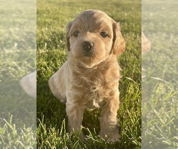 Medium Photo #8 Bichpoo-Yo-Chon Mix Puppy For Sale in RIGBY, ID, USA