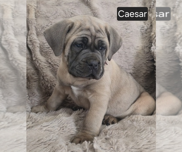 Medium Photo #3 Cane Corso Puppy For Sale in MINERAL WELLS, WV, USA
