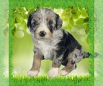 Puppy Mini Tina Bernedoodle (Miniature)