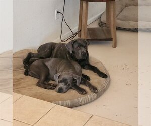 Mutt Dogs for adoption in Goodyear, AZ, USA