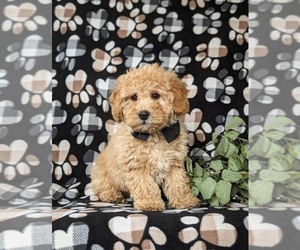 Bichpoo Puppy for sale in NEW HOLLAND, PA, USA