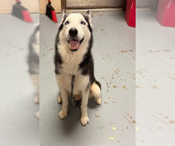 Medium Photo #1 Siberian Husky Puppy For Sale in Ocala, FL, USA