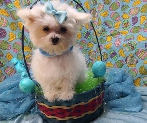 Maltese Puppy for sale in LANCASTER, MO, USA