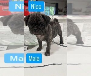 Pug Puppy for sale in WOODBRIDGE, VA, USA