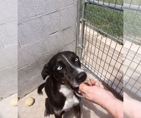 Medium Photo #2 Catahoula Leopard Dog-Siberian Husky Mix Puppy For Sale in Monticello, MS, USA