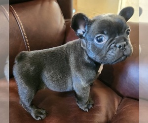 French Bulldog Puppy for sale in N CHESTERFLD, VA, USA