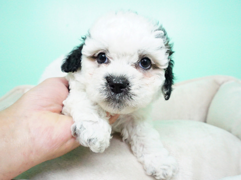 Medium Photo #3 Shih-Poo Puppy For Sale in LAS VEGAS, NV, USA