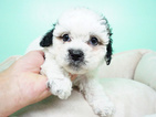 Small Photo #3 Shih-Poo Puppy For Sale in LAS VEGAS, NV, USA
