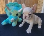 Puppy Dolly French Bulldog