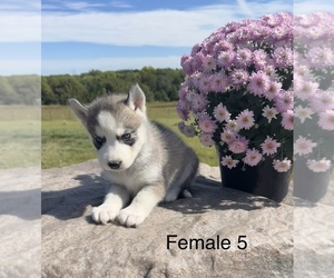 Siberian Husky Puppy for sale in DEARBORN, MO, USA