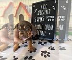 Puppy 12 Bloodhound