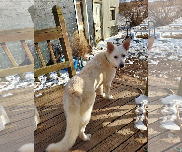 Medium Photo #3 Unknown-white german shepherd Mix Puppy For Sale in Hoffman Estates, IL, USA