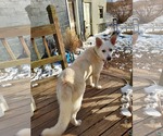 Small #2 white german shepherd Mix