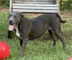 Fireheart Desperately needs Foster/Adopter - Female American Staffordshire Terrier-Unknown Mix Dog for Adoption - Photo #3