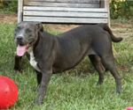 Small Photo #3 American Staffordshire Terrier-Unknown Mix Puppy For Sale in Decatur, GA, USA
