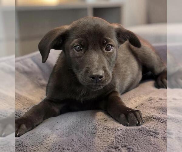 Medium Photo #3 Labrador Retriever-Unknown Mix Puppy For Sale in San Diego, CA, USA