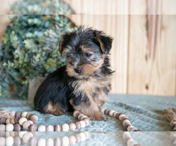 Medium Photo #10 Yorkshire Terrier Puppy For Sale in QUARRYVILLE, PA, USA