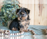 Small Photo #10 Yorkshire Terrier Puppy For Sale in QUARRYVILLE, PA, USA