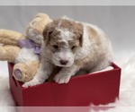 Puppy Emma Saint Berdoodle