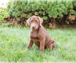 Small #3 Labrador Retriever