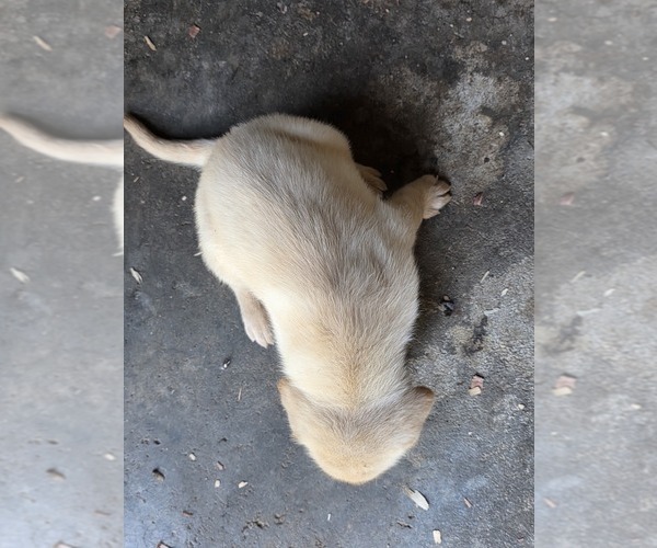 Medium Photo #20 Labrador Retriever Puppy For Sale in REXFORD, NY, USA