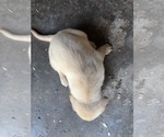 Small #19 Labrador Retriever