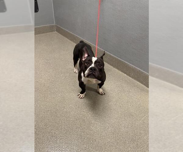 Medium Photo #1 French Bulldog-Unknown Mix Puppy For Sale in Las Vegas, NV, USA