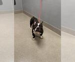 Small French Bulldog Mix