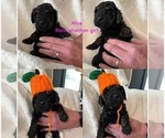 Small Photo #15 Goldendoodle Puppy For Sale in DENVER, NC, USA