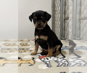 Carlin Pinscher Puppy for Sale in COBB, Wisconsin USA