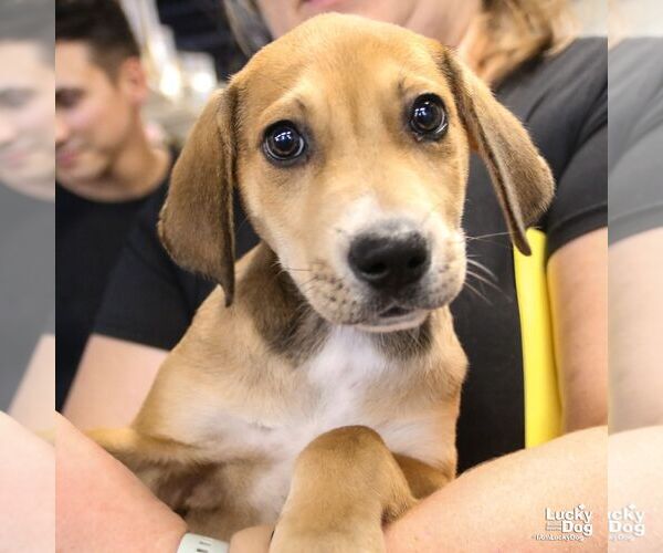 Medium Photo #2 Mutt Puppy For Sale in Washington, DC, USA