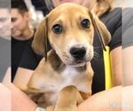 Small #1 Mutt