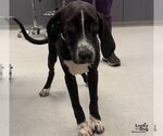Small Photo #3 Labrador Retriever-Unknown Mix Puppy For Sale in Washington, DC, USA