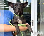 Small #3 Feist Terrier-Retriever  Mix