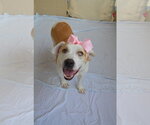 Small #1 American Pit Bull Terrier Mix