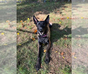 Mutt Dogs for adoption in Stevens Point, WI, USA
