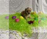 Small Photo #17 Yorkshire Terrier Puppy For Sale in HOLLAND, TX, USA
