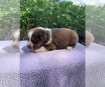 Small Photo #10 Australian Shepherd Puppy For Sale in MERIDIANVILLE, AL, USA