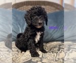 Small #1 Bernedoodle (Miniature)