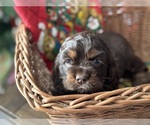 Small Photo #5 Cocker Spaniel Puppy For Sale in COLBERT, GA, USA