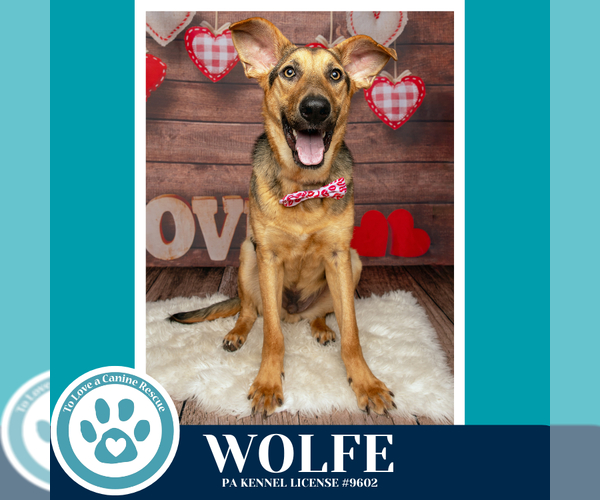 Medium Photo #1 German Shepherd Dog-Unknown Mix Puppy For Sale in Kimberton, PA, USA