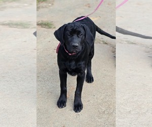 Rainey - Female Golden Retriever-Unknown Mix Dog for Adoption - Photo #2