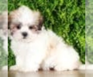 Mal-Shi Puppy for sale in MOUNT VERNON, OH, USA