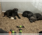 Small Photo #9 Cane Corso Puppy For Sale in RENO, NV, USA