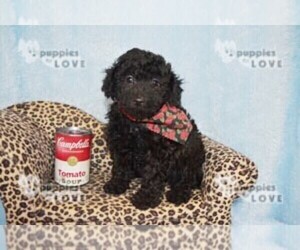 Poodle (Toy) Puppy for sale in SANGER, TX, USA