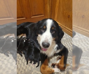Mother of the Bernese Mountain Dog puppies born on 01/31/2024