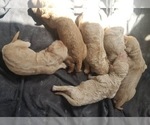 Small Photo #6 Goldendoodle Puppy For Sale in AGOURA HILLS, CA, USA