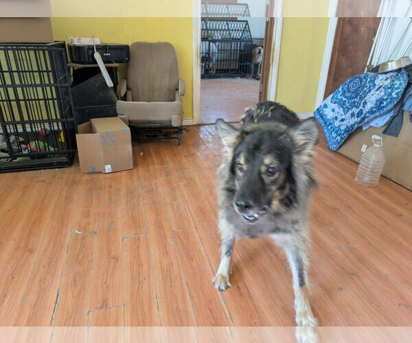 Medium Photo #5 German Shepherd Dog-Unknown Mix Puppy For Sale in Orange Grove, TX, USA
