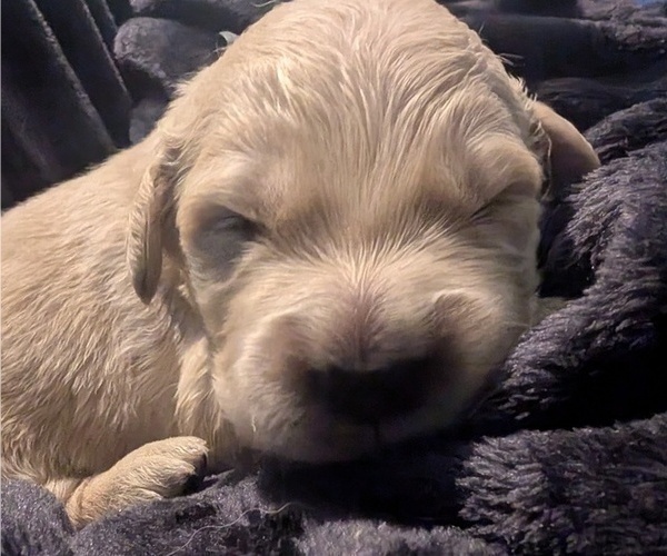 Medium Photo #56 Golden Retriever Puppy For Sale in MODESTO, CA, USA